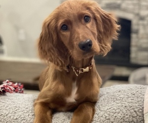 Irish Setter Puppy for sale in POUNDING MILL, VA, USA