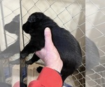 Small #3 German Shepherd Dog
