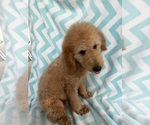 Small #2 Goldendoodle (Miniature)