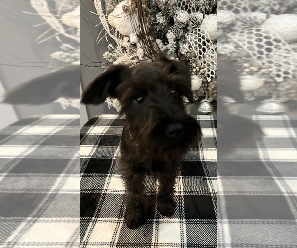 Medium Photo #9 Schnauzer (Miniature) Puppy For Sale in SOMERVILLE, AL, USA