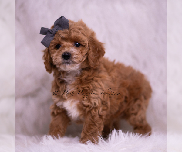 Medium Photo #86 Poodle (Toy) Puppy For Sale in WARSAW, IN, USA