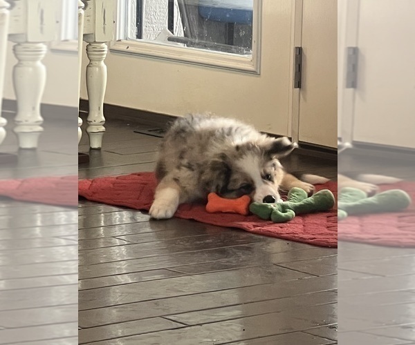 Medium Photo #16 Border Collie Puppy For Sale in FREEMAN, MO, USA