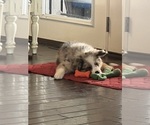 Small #15 Border Collie