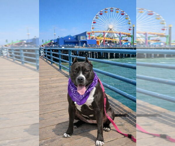 Medium Photo #6 American Staffordshire Terrier-Unknown Mix Puppy For Sale in Lake Forest, CA, USA