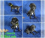 Puppy Limerick Cane Corso-Great Dane Mix