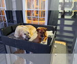 Small #2 Anatolian Shepherd