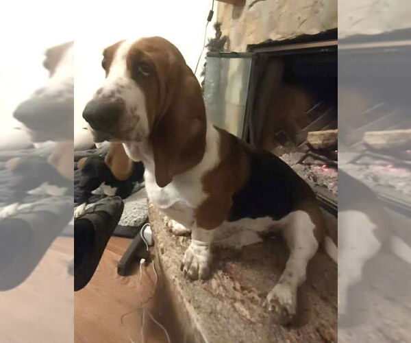 Medium Photo #5 Basset Hound Puppy For Sale in Deepwater, NJ, USA