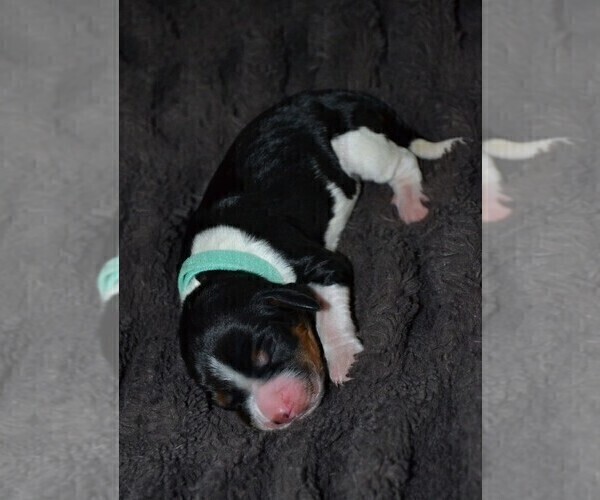 Medium Photo #3 English Springer Spaniel Puppy For Sale in LITCHFIELD, MN, USA