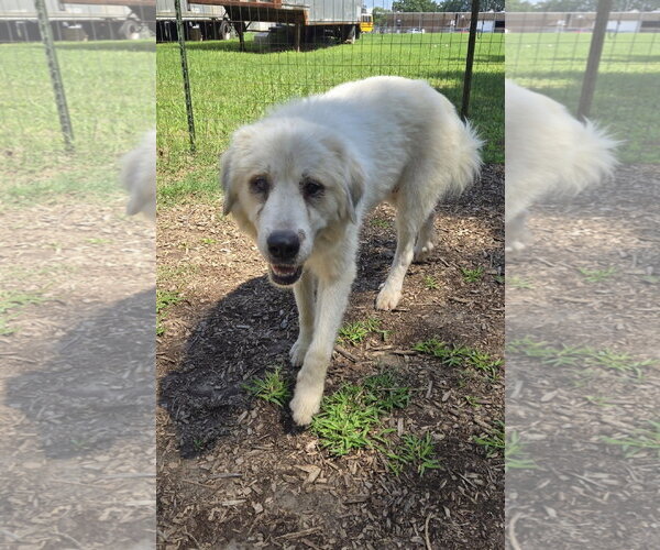 Medium Photo #3 Great Pyrenees Puppy For Sale in Rustburg, VA, USA