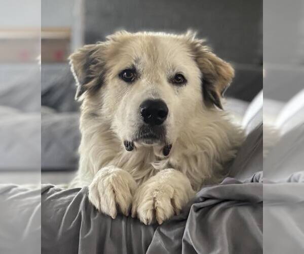 Medium Photo #2 Great Pyrenees-Unknown Mix Puppy For Sale in Dallas, TX, USA