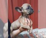 Small Photo #6 French Bulldog Puppy For Sale in COTTAGEVILLE, SC, USA