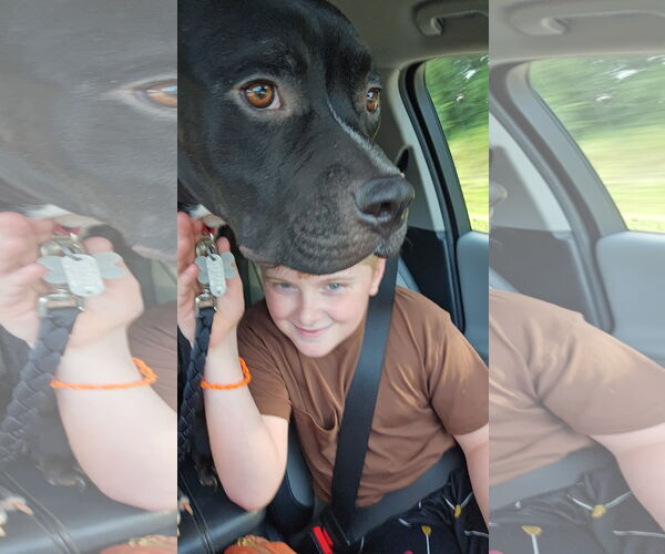Medium Photo #18 American Staffordshire Terrier-Unknown Mix Puppy For Sale in Holly Springs, NC, USA