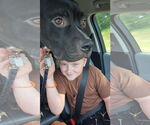 Small #17 American Staffordshire Terrier Mix