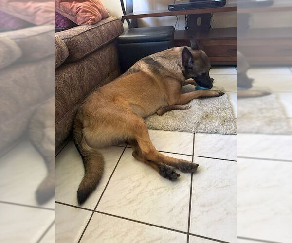 Medium Photo #17 Mutt Puppy For Sale in Stevens Point, WI, USA