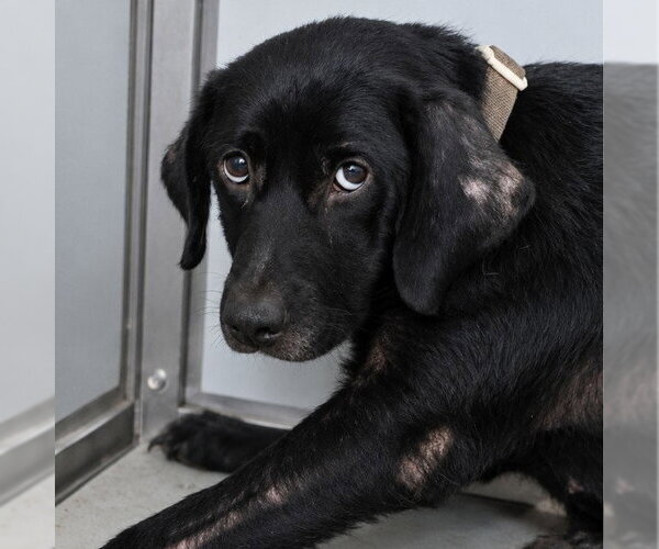 Medium Photo #1 Labrador Retriever-Unknown Mix Puppy For Sale in San Antonio, TX, USA