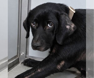 Labrador Retriever-Unknown Mix Dogs for adoption in San Antonio, TX, USA