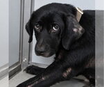 LADY - Female Labrador Retriever-Unknown Mix Dog for Adoption - Small photo