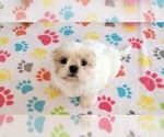 Small #5 Shih Tzu