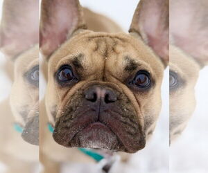 French Bulldog Dogs for adoption in West Cornwall, CT, USA