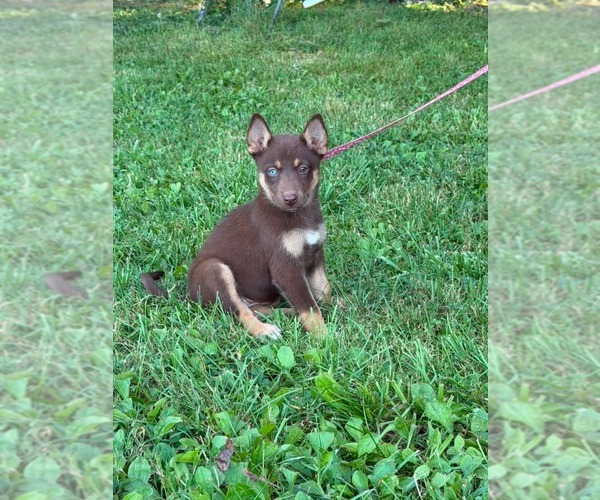 Medium Photo #9 Doberman Pinscher-German Shepherd Dog Mix Puppy For Sale in HOPKINSVILLE/PRINCETON, KY, NH, USA