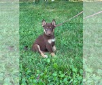 Small #8 Doberman Pinscher-German Shepherd Dog Mix