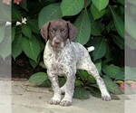 Small Photo #3 German Shorthaired Pointer Puppy For Sale in PARADISE, PA, USA