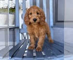 Small #5 Goldendoodle