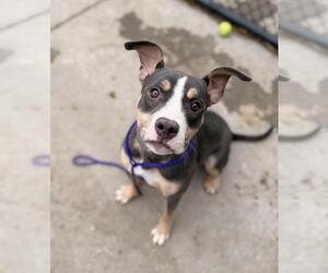 Mutt Dogs for adoption in Tulsa, OK, USA