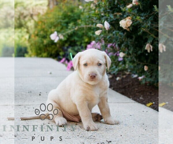Medium Photo #1 Labrador Retriever Puppy For Sale in NARVON, PA, USA