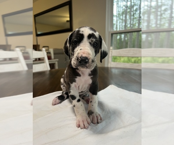 Medium Photo #7 Great Dane Puppy For Sale in MIMS, FL, USA
