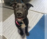 Small #21 Labrador Retriever Mix