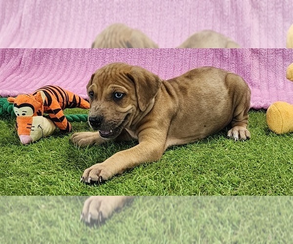 Medium Photo #2 Catahoula Leopard Dog Puppy For Sale in CUMBY, TX, USA