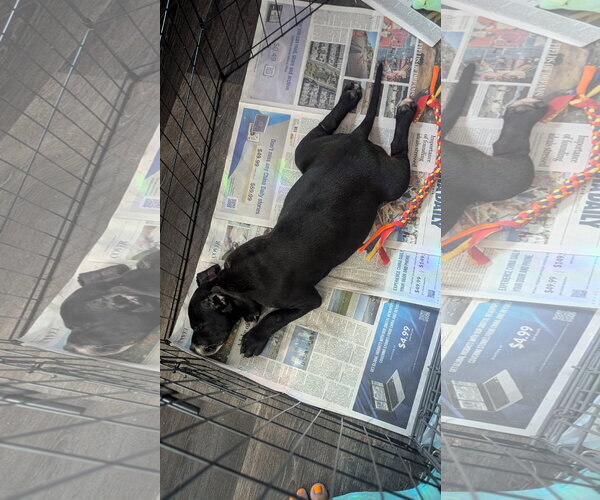 Medium Photo #6 Labrador Retriever-Unknown Mix Puppy For Sale in The Woodlands, TX, USA