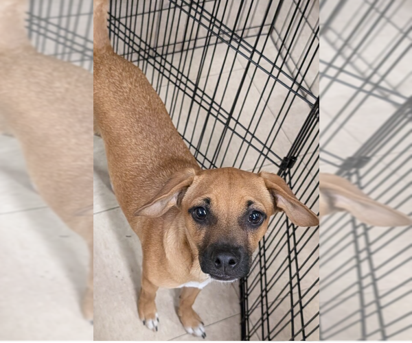 Medium Photo #4 Mutt Puppy For Sale in San Bernardino, CA, USA