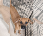 Small #3 Mutt