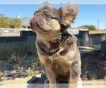 Small #26 French Bulldog