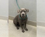 Small Mutt