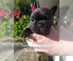 French Bulldog Puppy for sale in LOWELL, MI, USA