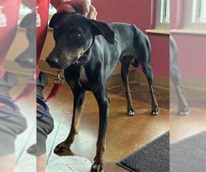 Doberman Pinscher-Unknown Mix Dogs for adoption in Texas City, TX, USA