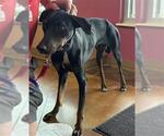 Small Doberman Pinscher Mix