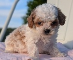 Small Photo #60 Cavapoo (Miniature) Puppy For Sale in GOSHEN, IN, USA
