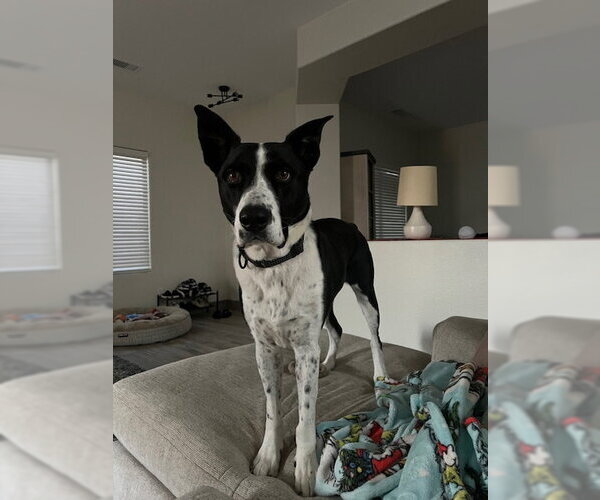 Medium Photo #10 Pointer-Unknown Mix Puppy For Sale in Chandler, AZ, USA