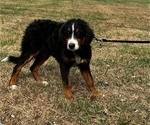 Small Photo #2 Bernese Mountain Dog Puppy For Sale in CUBA, MO, USA