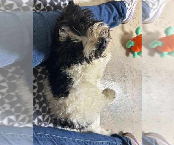 Medium Photo #1 Poodle (Miniature)-Unknown Mix Puppy For Sale in Linton, IN, USA