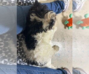 Poodle (Miniature)-Unknown Mix Dogs for adoption in Linton, IN, USA