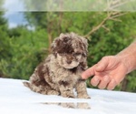 Image preview for Ad Listing. Nickname: Beamer