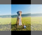 Small #17 Labrador Retriever