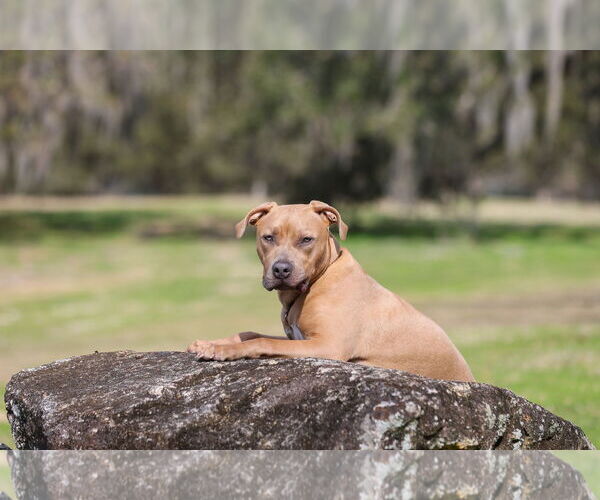 Medium Photo #9 Mutt Puppy For Sale in  Gainesville, FL, USA
