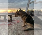 Small Photo #1 German Shepherd Dog Puppy For Sale in MAYSVILLE, MO, USA