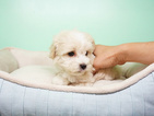 Small Photo #2 Maltipoo Puppy For Sale in LA MIRADA, CA, USA